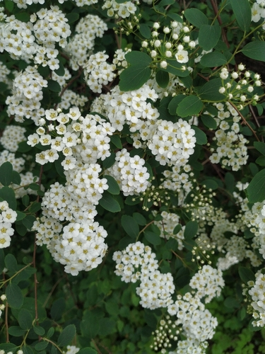 Spiraea × vanhouttei (Vanhoutte spirea) (alternate view 5)