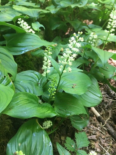 Maianthemum dilatatum (false lily of the valley) (alternate view 4)