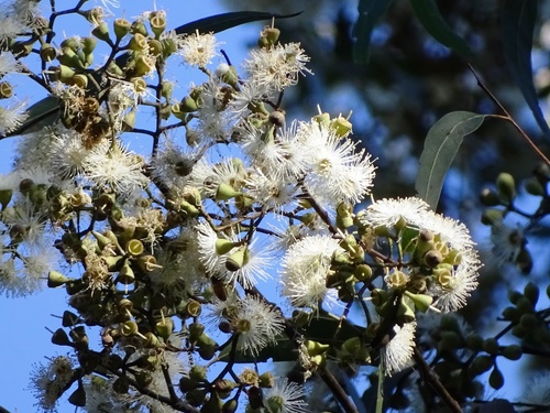Corymbia variegata (Northern Spotted Gum) (alternate view 3)