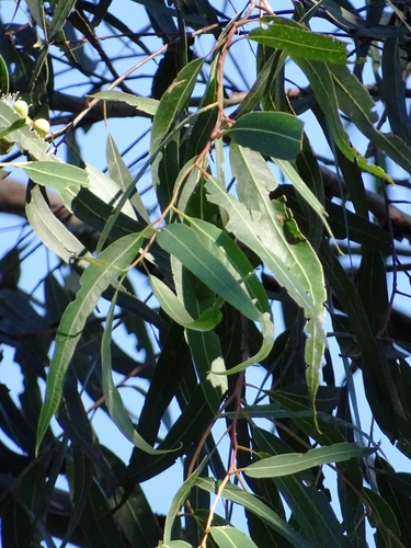 Corymbia variegata (Northern Spotted Gum) (alternate view 4)