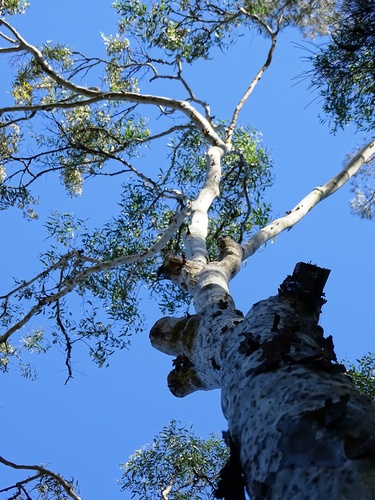 Corymbia variegata (Northern Spotted Gum) (alternate view 5)