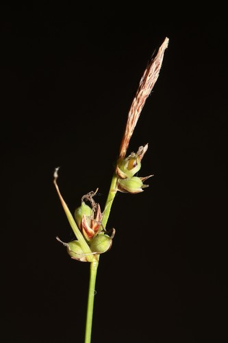Carex pensylvanica (Pennsylvania Sedge)