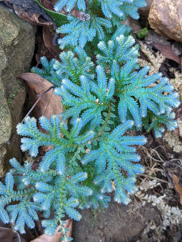 Selaginella (Spikemosses) (alternate view 6)