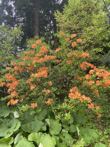Rhododendron japonicum (Japanese azalea)