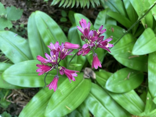 Clintonia andrewsiana (Andrews' Clintonia)