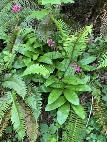 Clintonia andrewsiana (Andrews' Clintonia) (alternate view 2)