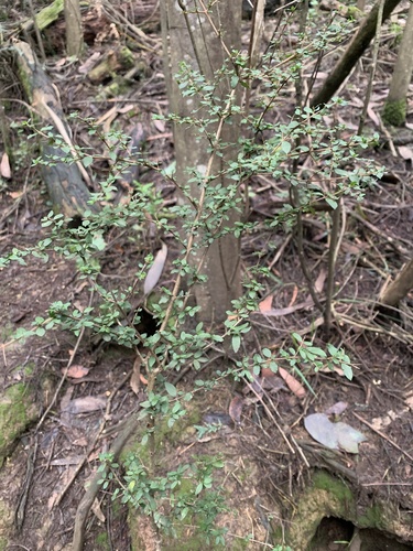 Coprosma quadrifida (Prickly Currant-Bush) (alternate view 3)