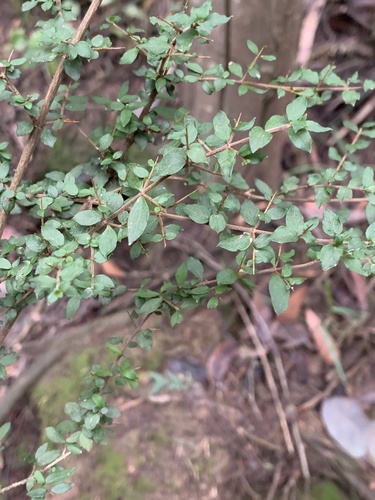 Coprosma quadrifida (Prickly Currant-Bush) (alternate view 4)