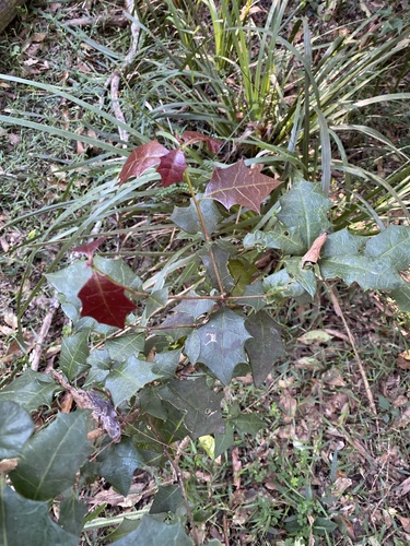 Alchornea ilicifolia (Native Holly) (alternate view 6)