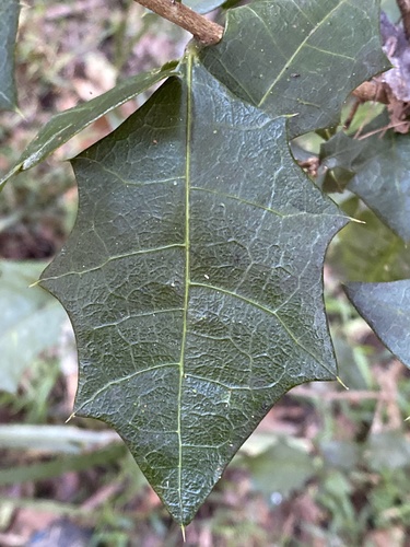Alchornea ilicifolia (Native Holly) (alternate view 7)