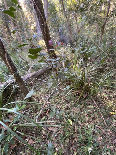 Alchornea ilicifolia (Native Holly) (alternate view 8)
