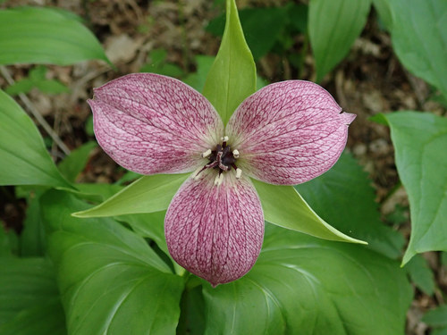 Trillium erectum (red trillium)