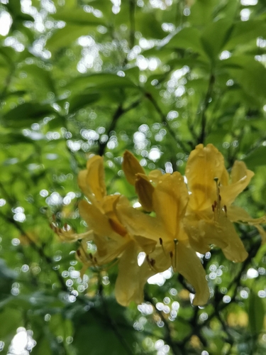 Rhododendron luteum (Yellow Azalea)