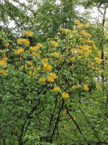 Rhododendron luteum (Yellow Azalea)