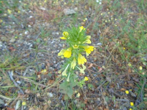 Bellardia viscosa (Yellow Glandweed)
