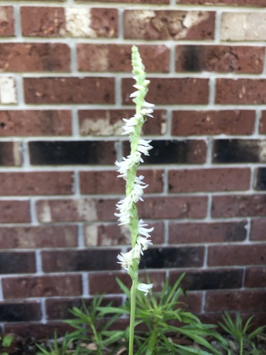 Spiranthes vernalis (Spring Ladies' Tresses) (alternate view 5)