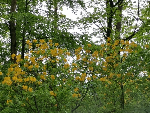 Rhododendron luteum (Yellow Azalea)