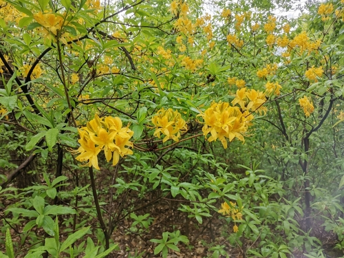 Rhododendron luteum (Yellow Azalea)