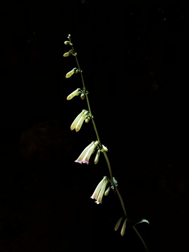 Penstemon eatonii (Firecracker Penstemon) (alternate view 5)