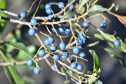 Elaeocarpus reticulatus (Blueberry ash) (alternate view 8)