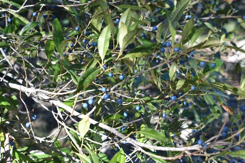 Elaeocarpus reticulatus (Blueberry ash) (alternate view 9)