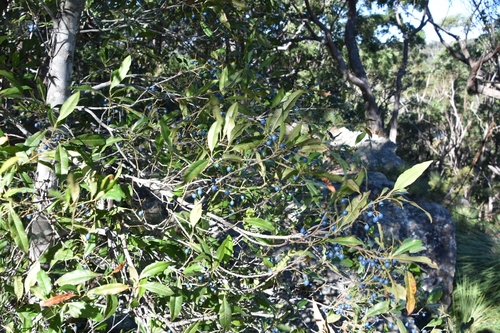 Elaeocarpus reticulatus (Blueberry ash) (alternate view 10)