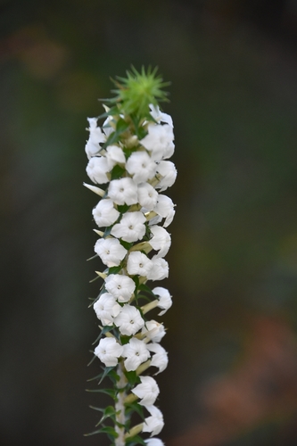 Woollsia pungens (Snow Wreath)