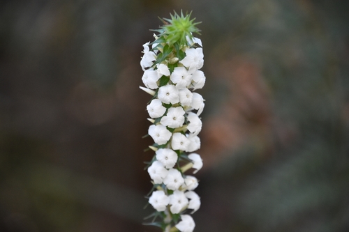Woollsia pungens (Snow Wreath) (alternate view 2)