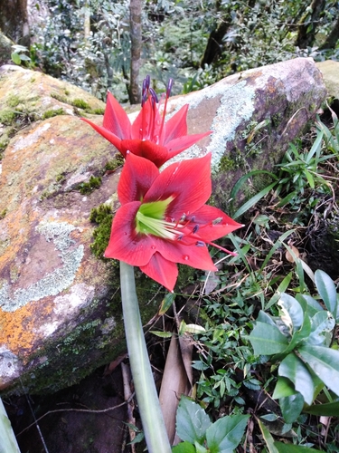 Hippeastrum (Amaryllis) (alternate view 5)
