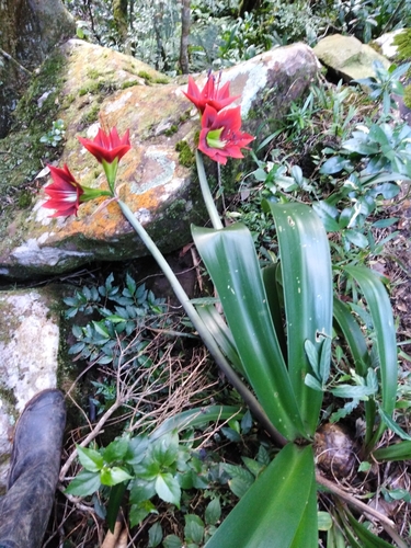 Hippeastrum (Amaryllis) (alternate view 6)