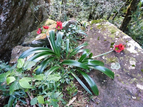 Hippeastrum (Amaryllis) (alternate view 7)
