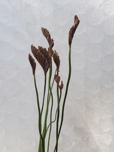 Schizaea bifida (Forked Comb Fern)
