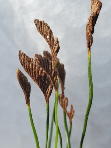 Schizaea bifida (Forked Comb Fern) (alternate view 2)