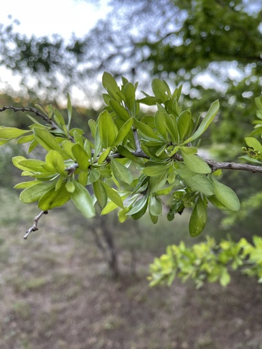 Condalia hookeri (Brasil) (alternate view 3)
