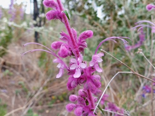 Trichostema lanatum (woolly bluecurls) (alternate view 5)