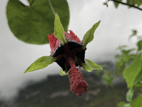 Abutilon (Indian mallows) (alternate view 6)