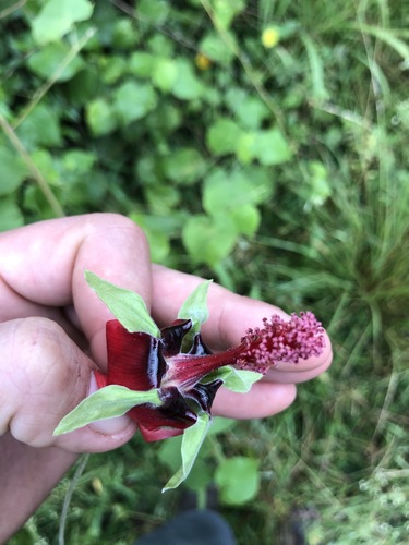 Abutilon (Indian mallows) (alternate view 7)