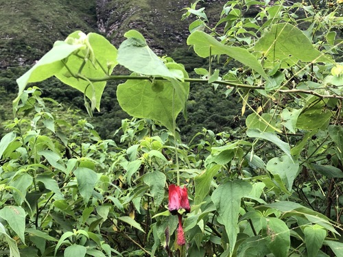 Abutilon (Indian mallows) (alternate view 8)