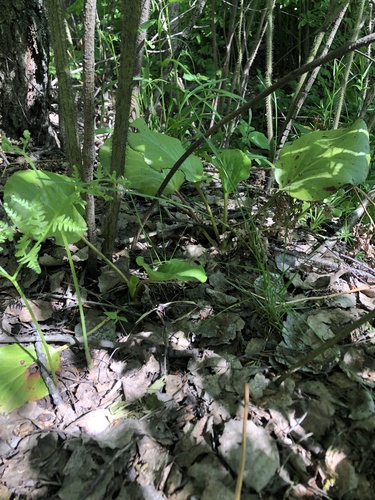 Bergenia crassifolia (Heartleaf bergenia) (alternate view 7)