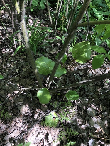 Bergenia crassifolia (Heartleaf bergenia) (alternate view 8)