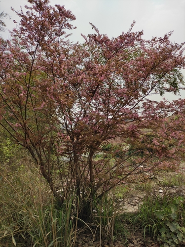 Loropetalum chinense var. rubrum (Ruby Loropetalum) (alternate view 2)