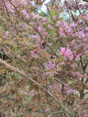 Loropetalum chinense var. rubrum (Ruby Loropetalum) (alternate view 3)