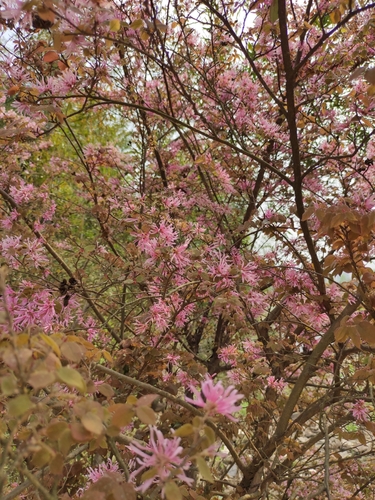 Loropetalum chinense var. rubrum (Ruby Loropetalum)