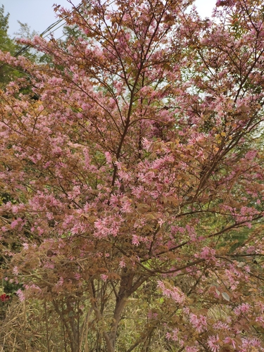 Loropetalum chinense var. rubrum (Ruby Loropetalum) (alternate view 4)