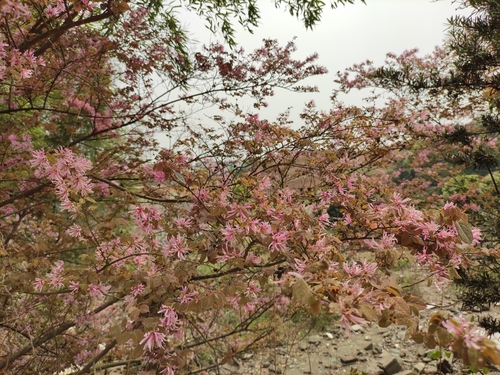 Loropetalum chinense var. rubrum (Ruby Loropetalum) (alternate view 5)