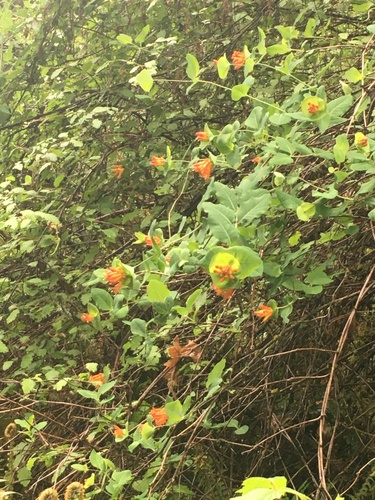 Lonicera ciliosa (trumpet honeysuckle) (alternate view 3)