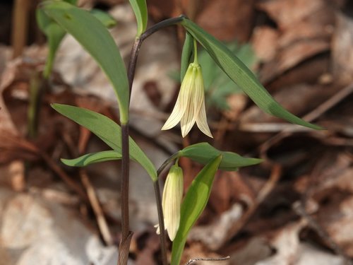 Uvularia sessilifolia (sessile bellwort) (alternate view 5)