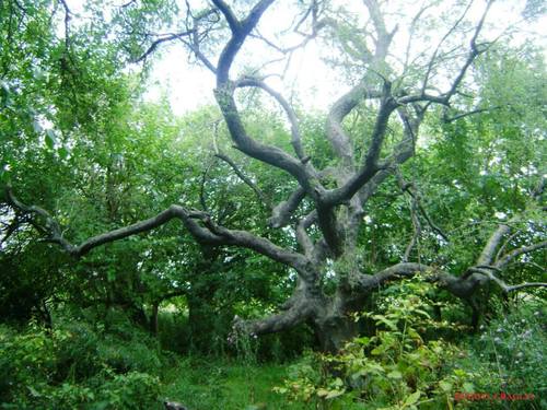 Celtis (hackberries) (alternate view 2)