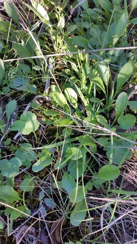 Packera (American groundsels and ragworts)