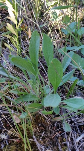Packera (American groundsels and ragworts) (alternate view 2)